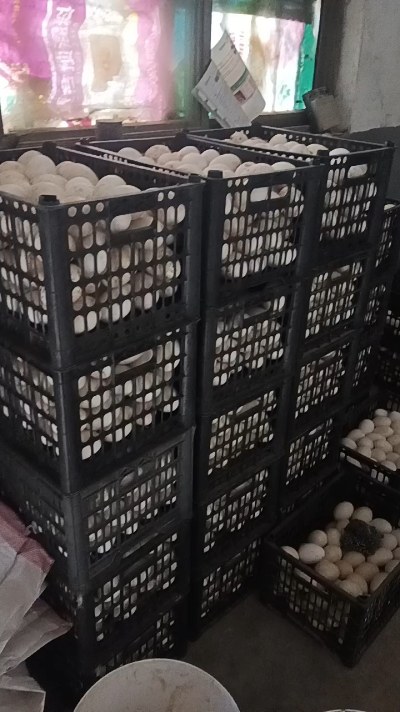 新鲜土鹅蛋，纯母土鹅蛋