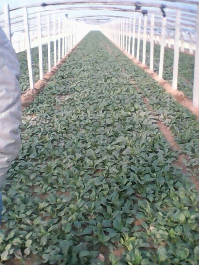 名门菠菜