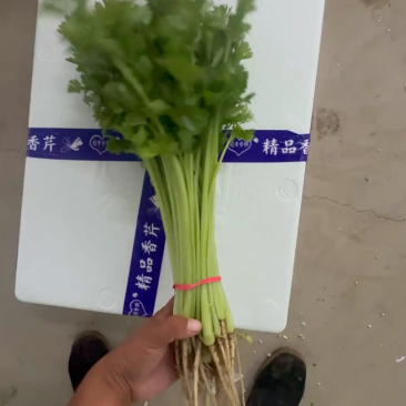 宁夏香芹基地一手货源全国发货供应电商市场商超
