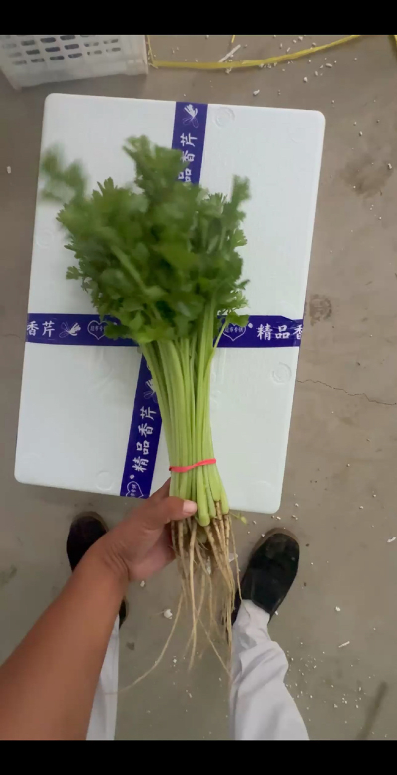 宁夏香芹基地一手货源全国发货供应电商市场商超