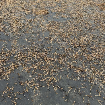 云南茄子干基地直发保质保量一条龙服务量大从优售后无忧