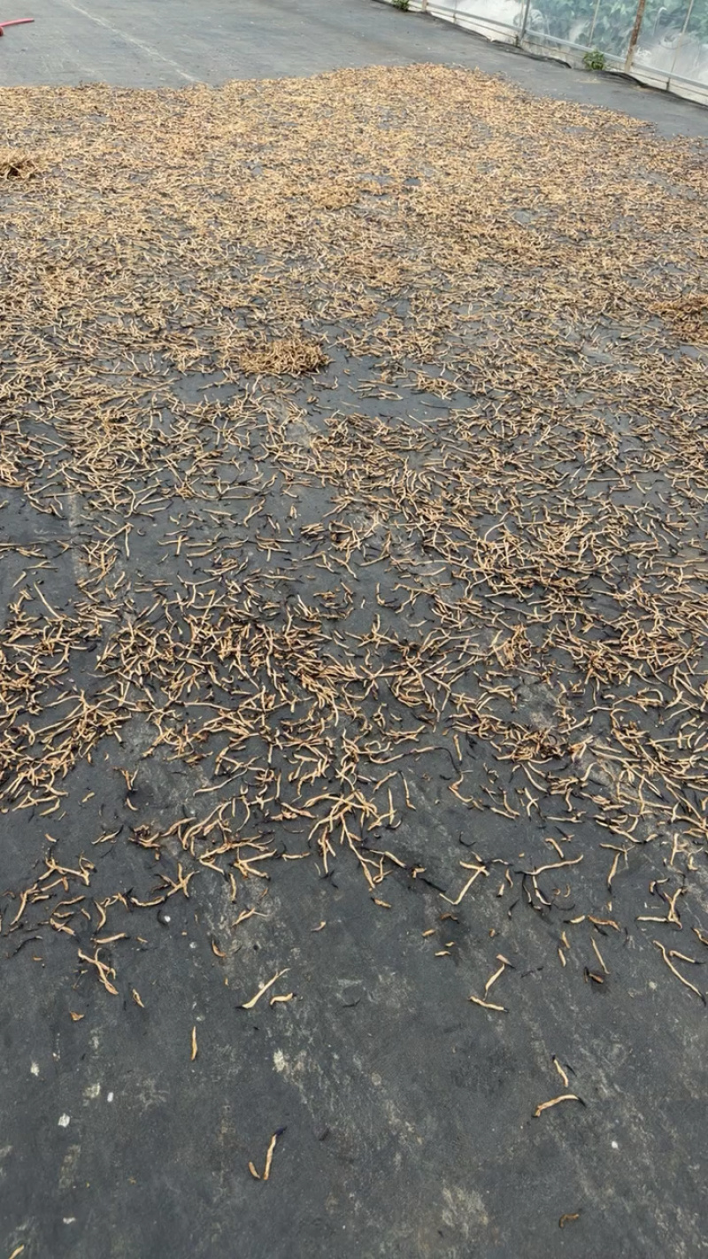 云南茄子干基地直发保质保量一条龙服务量大从优售后无忧