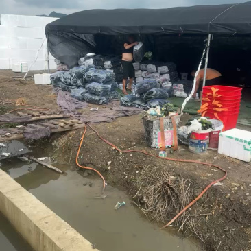 贵州安顺精品密刺黄瓜大量上市产地直发价格美丽欢迎联系