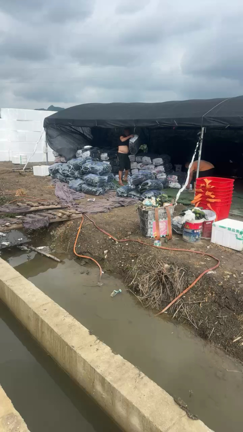 贵州安顺精品密刺黄瓜大量上市产地直发价格美丽欢迎联系