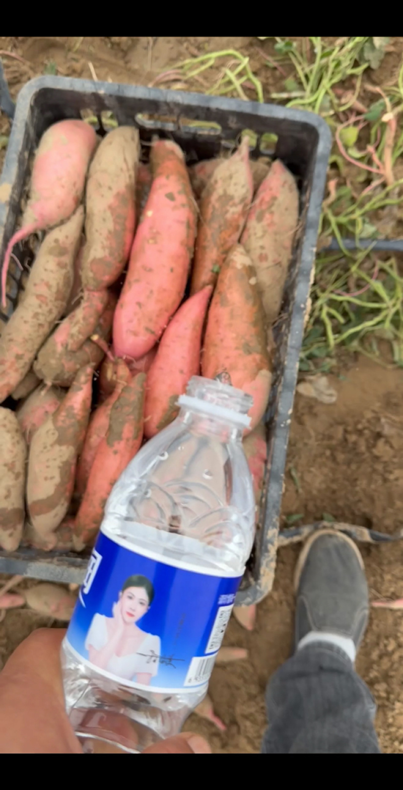 降低跳楼价龙薯九大型库出货按需发货到货无忧欢迎老板