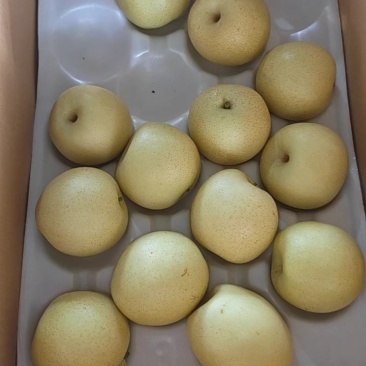 各种梨品类，欢迎老板咨询价格美丽