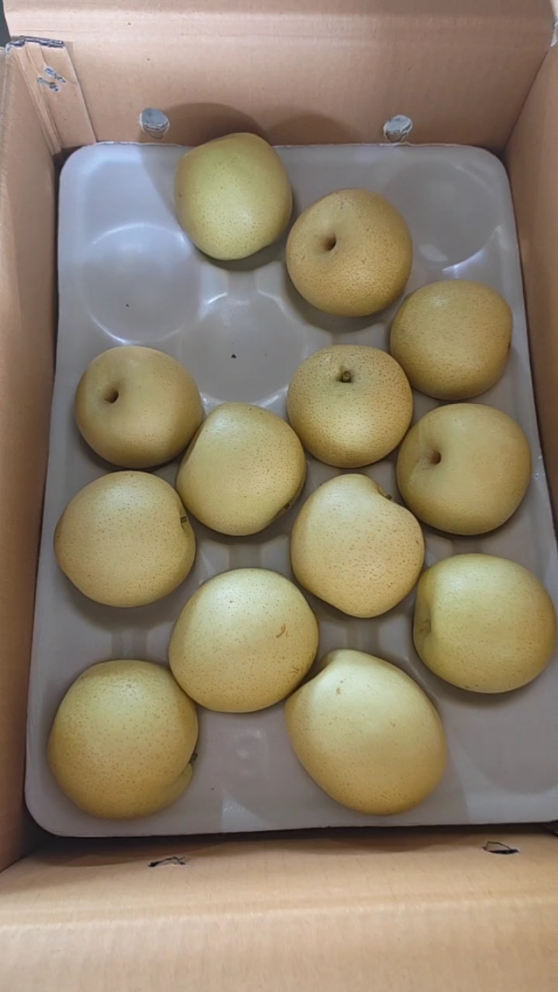 各种梨品类，欢迎老板咨询价格美丽