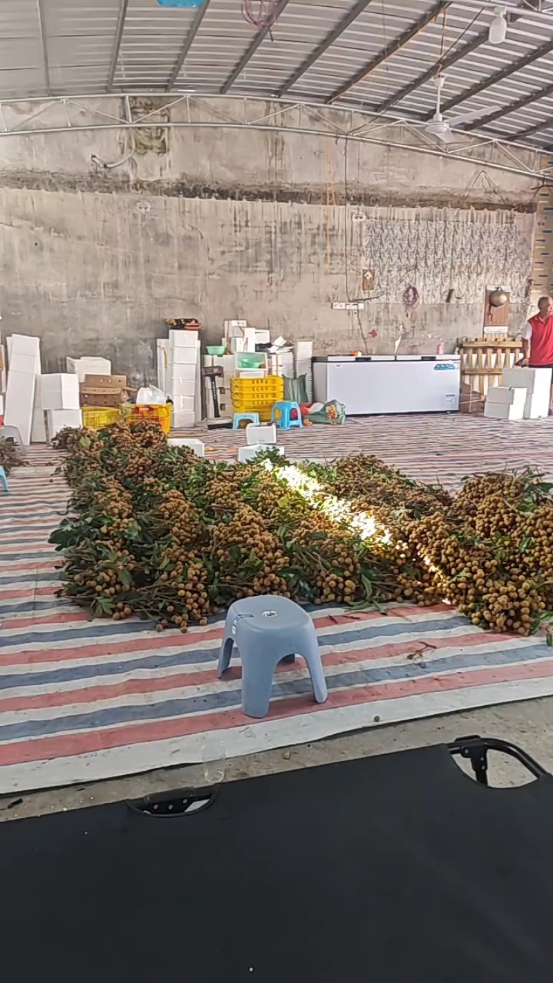 广东省茂名龙眼储良龙眼，新鲜现摘龙眼，支持一件代发