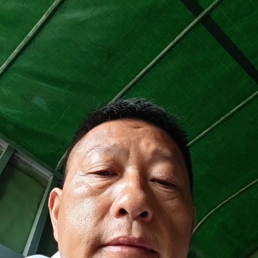 贵州野生淫羊藿