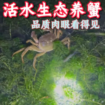 精品黄河口大闸蟹