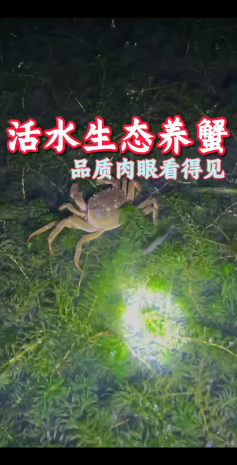 精品黄河口大闸蟹