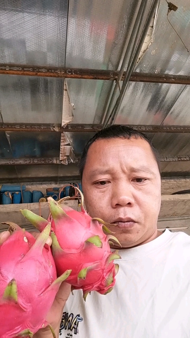 《金都1号火龙》广西基地直发/质量三包/供应电商，市场