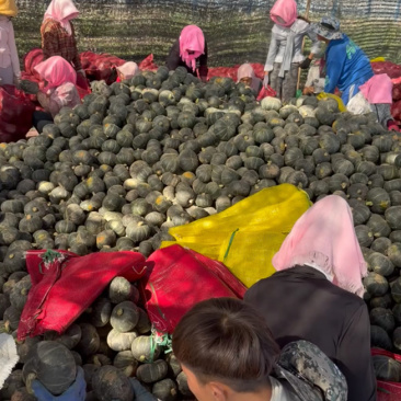 宁夏贝贝南瓜大量上市产地直发量大价优欢迎随时联系看货！