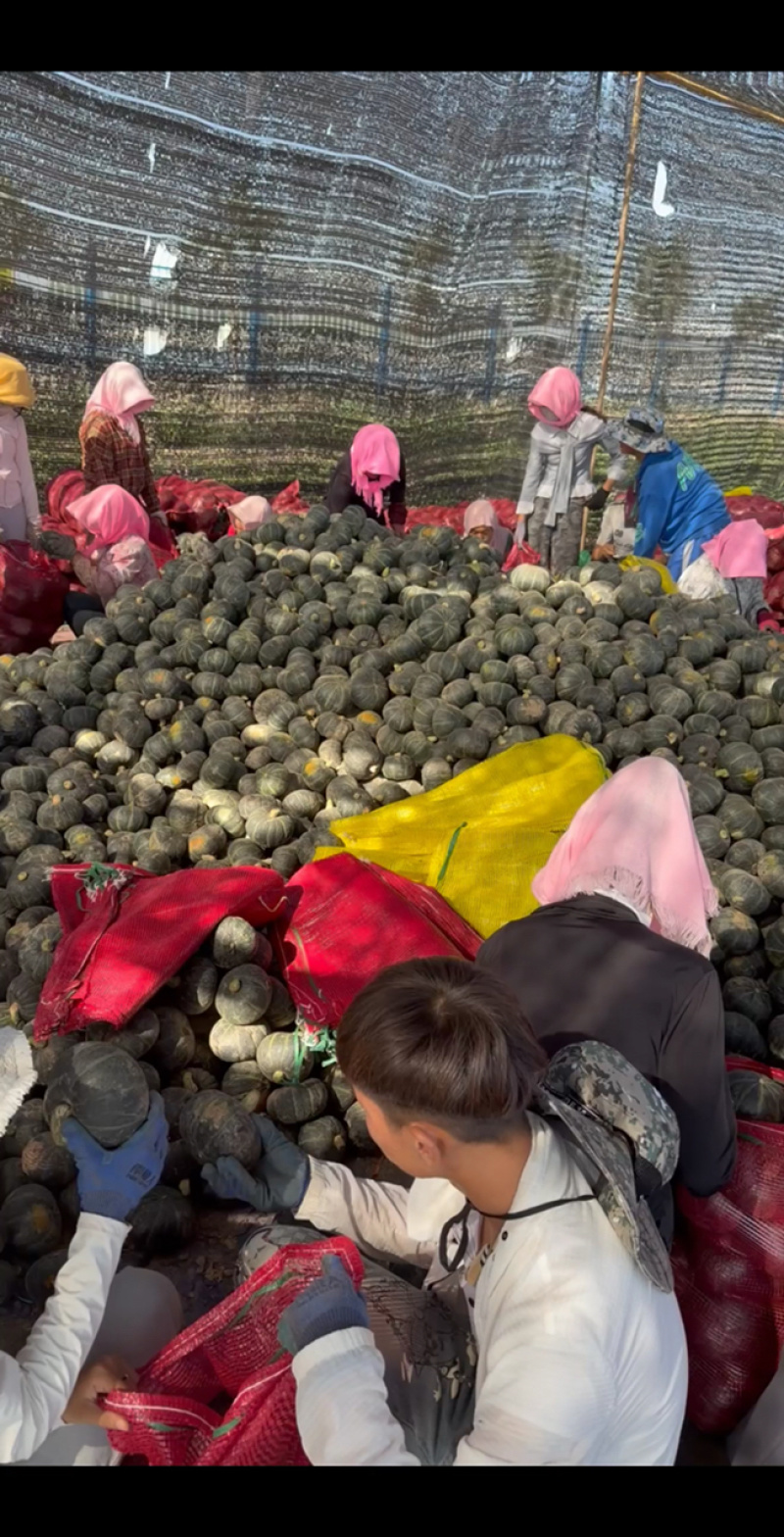 宁夏贝贝南瓜大量上市产地直发量大价优欢迎随时联系看货！