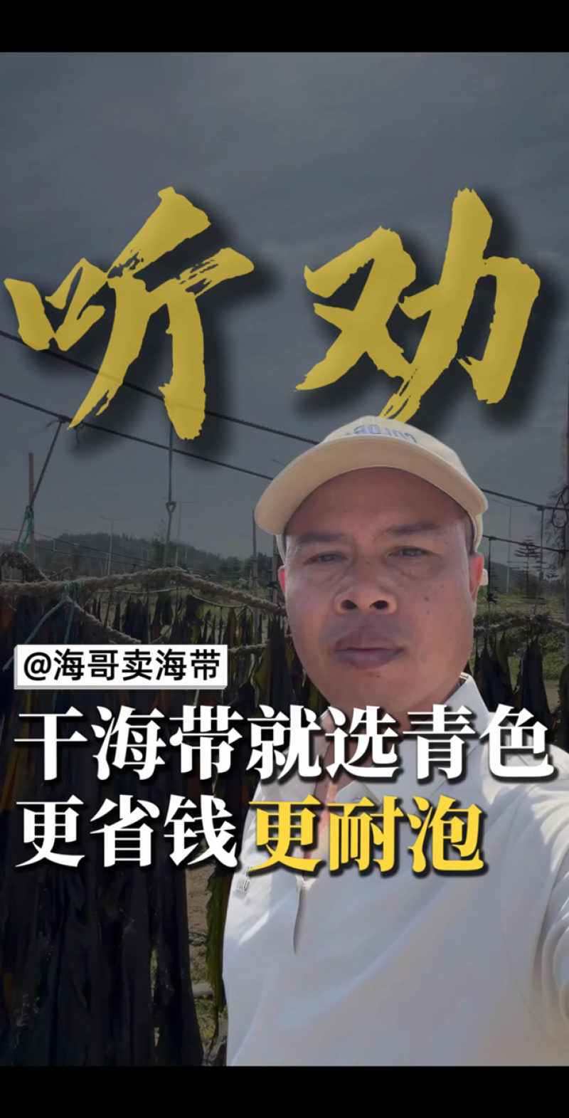 【实力优选】莆田海带/干海带/长海带/无沙海带/价美