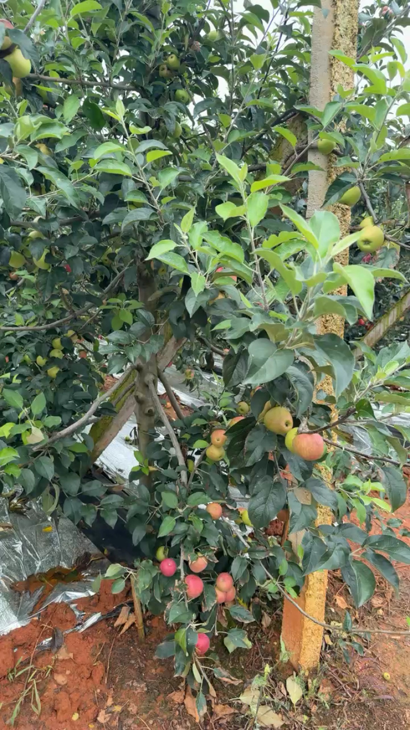 陆良红露苹果