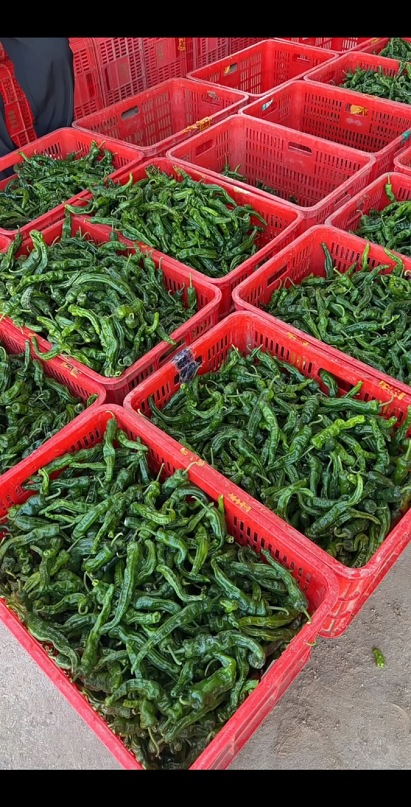 皱皮椒山西朔州应县特辣欢迎各地客商来电质询