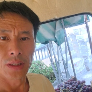 【大卖】藤稔葡萄串串精致果园直采产地直供一手货源