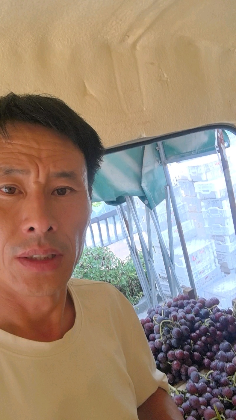 【大卖】藤稔葡萄串串精致果园直采产地直供一手货源