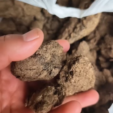 大型牛粪晾晒场，大量装车中。