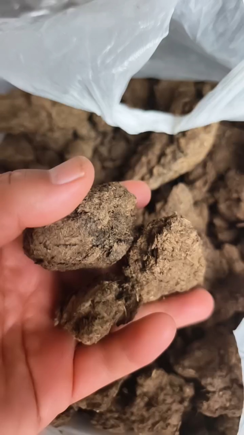大型牛粪晾晒场，大量装车中。