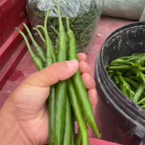 徽县线椒，精品3号椒，辣椒黑绿色，色好条形直欢迎来电