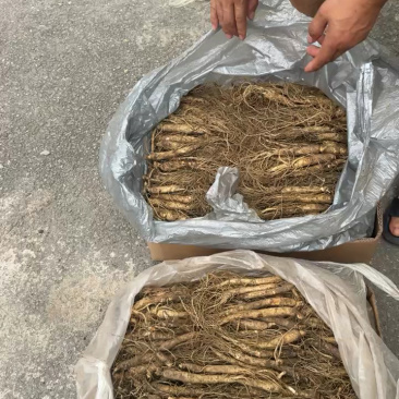 东北长白山鲜参大量批发产地发货一手货源种植户售包邮