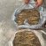 东北长白山鲜参大量批发产地发货一手货源种植户售包邮