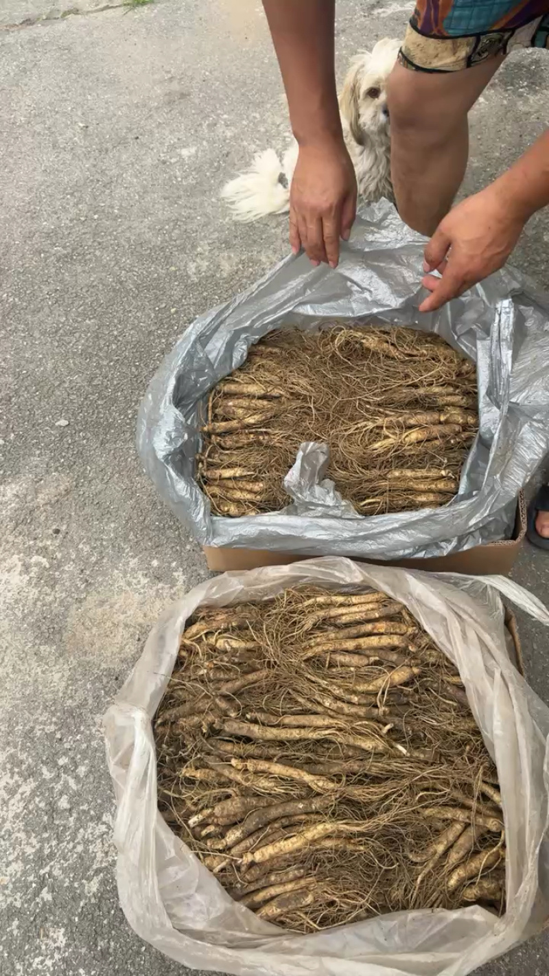 东北长白山鲜参大量批发产地发货一手货源种植户售包邮