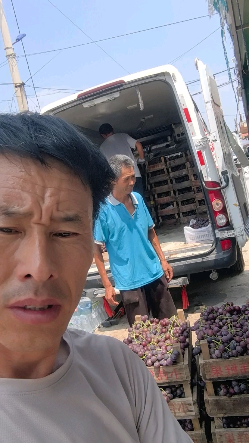 巨峰山东临沂平邑夏黑葡萄大量供应产地直供一手货源价格合理