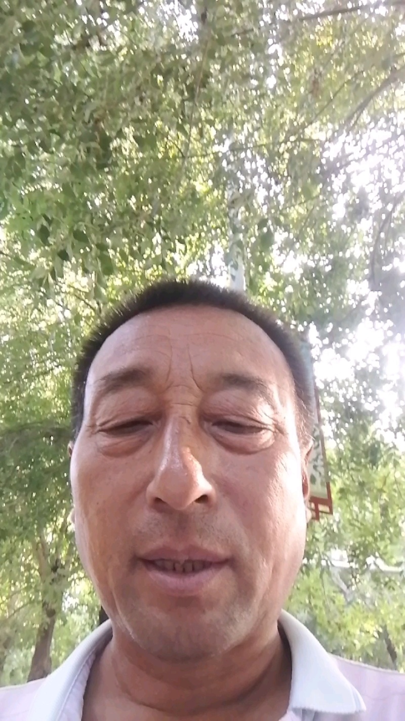 7月21河北饶阳皇冠梨七八两以上