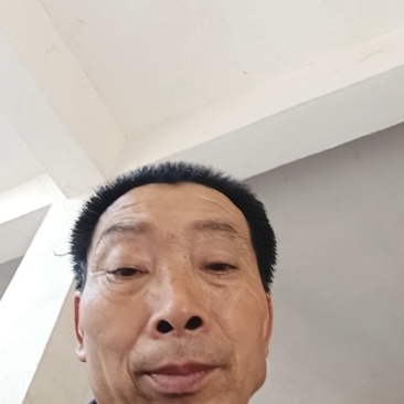 精品黑宝石李子口感好耐运输耐存现货供应