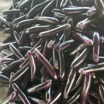 贵州长茄、产地直发、质量保证、大量供应市场电商等