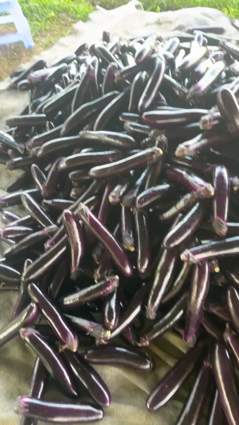 贵州长茄、产地直发、质量保证、大量供应市场电商等