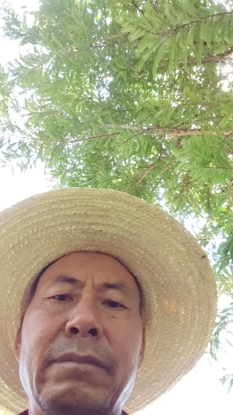 热龙芒果6两起步一级，统货市场货电商货均有，黄袋白袋都有