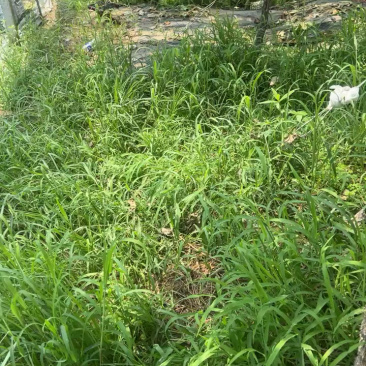 江苏连云港阳光玫瑰葡萄大量上市货源充足保质保量欢迎下单