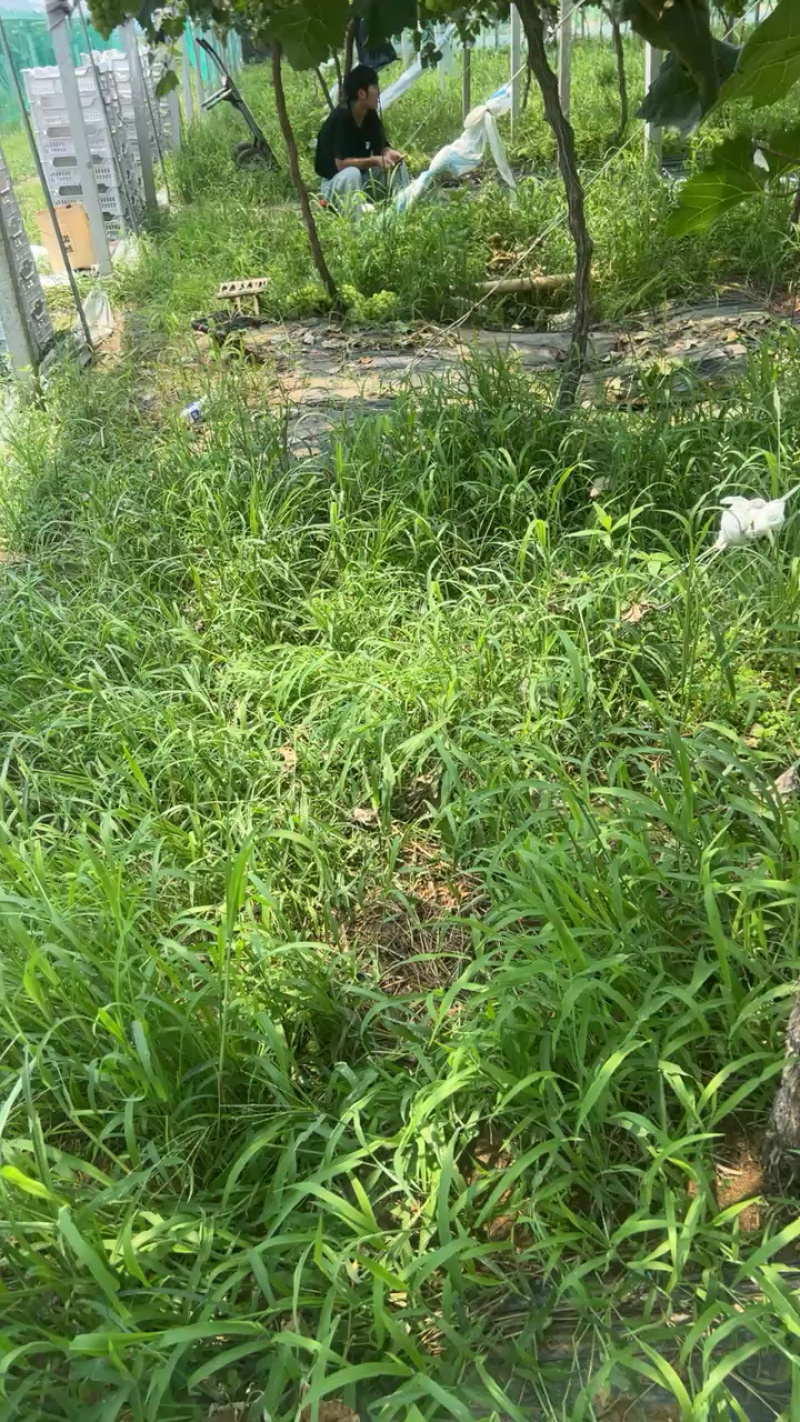江苏连云港阳光玫瑰葡萄大量上市货源充足保质保量欢迎下单