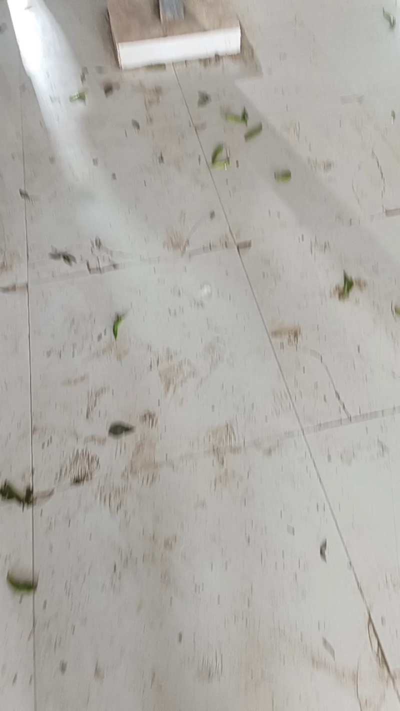 精品杭椒，大小杭椒都有，颜色绿，香辣，耐运输，按需分拣