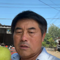 【推荐】礼品级皇冠梨大量上市品质保障农户自种批发价欢迎洽谈