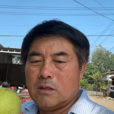 【推荐】礼品级皇冠梨大量上市品质保障农户自种批发价欢迎洽谈