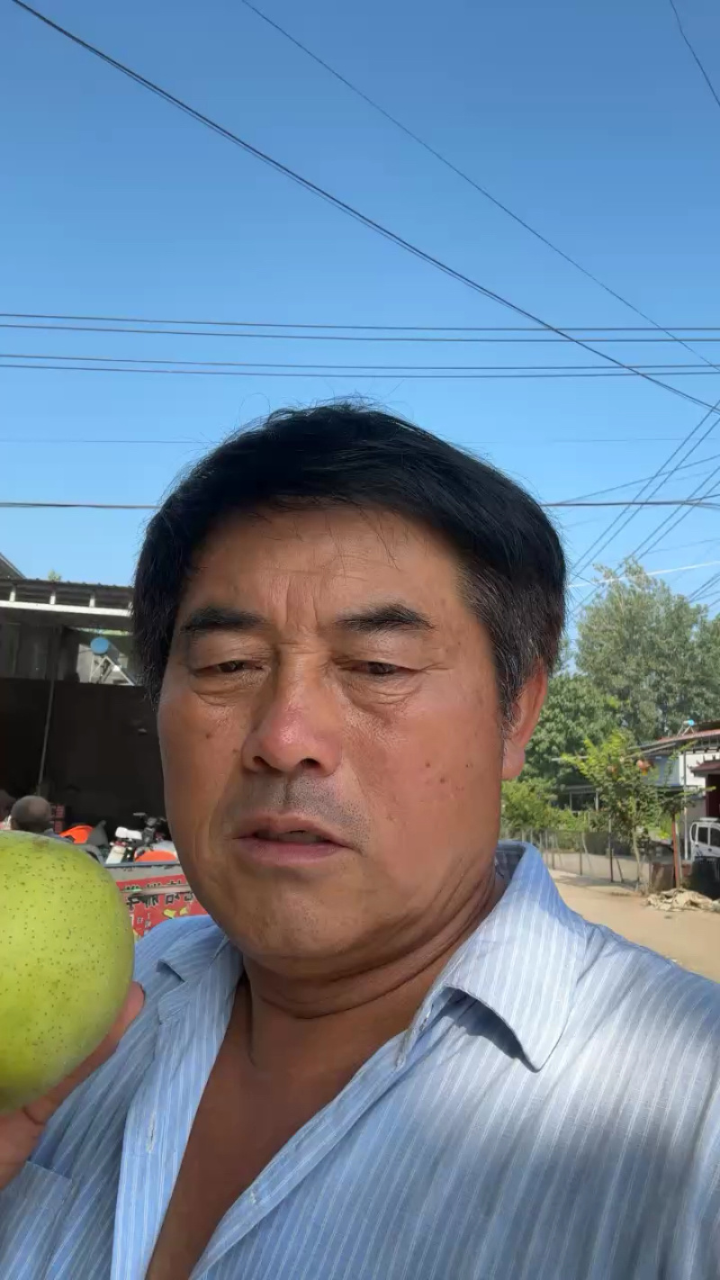 【推荐】礼品级皇冠梨大量上市品质保障农户自种批发价欢迎洽谈