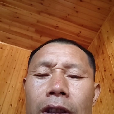 青脆李大量供应中一手货源量大从优对接市场档口