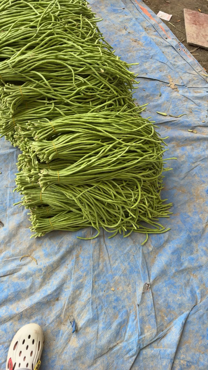 电商豆角青白产地直供量大从优可供商超可视频看诚信第一