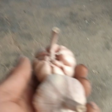 济南白桥大青稞蒜种
