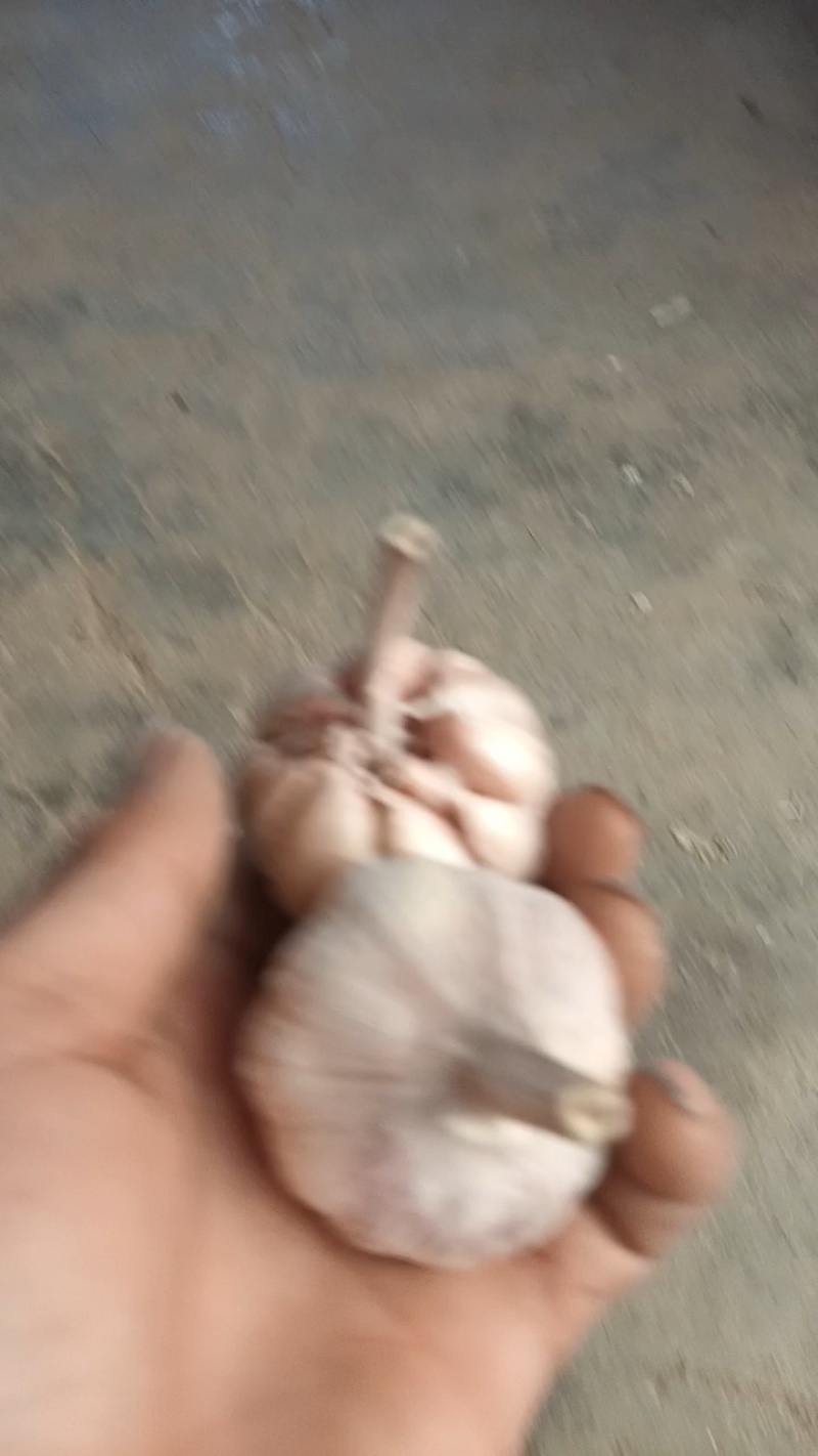 济南白桥大青稞蒜种
