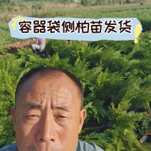 营养杯侧柏苗，容器袋侧柏苗，10x10的杯子