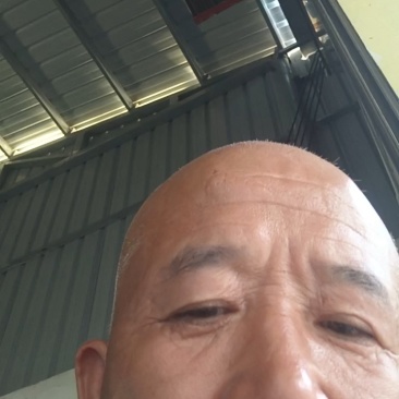 万亩枣油三号珍珠油桃每日现摘车包运长期合作