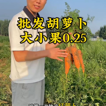 地头胡萝卜清仓大小果统一按次果低价出腌制品饲喂通用