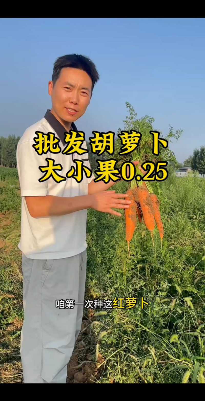 地头胡萝卜清仓大小果统一按次果低价出腌制品饲喂通用