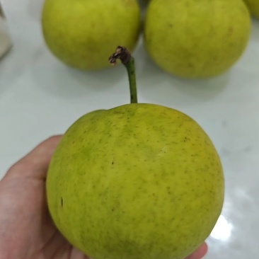 南京翠冠梨